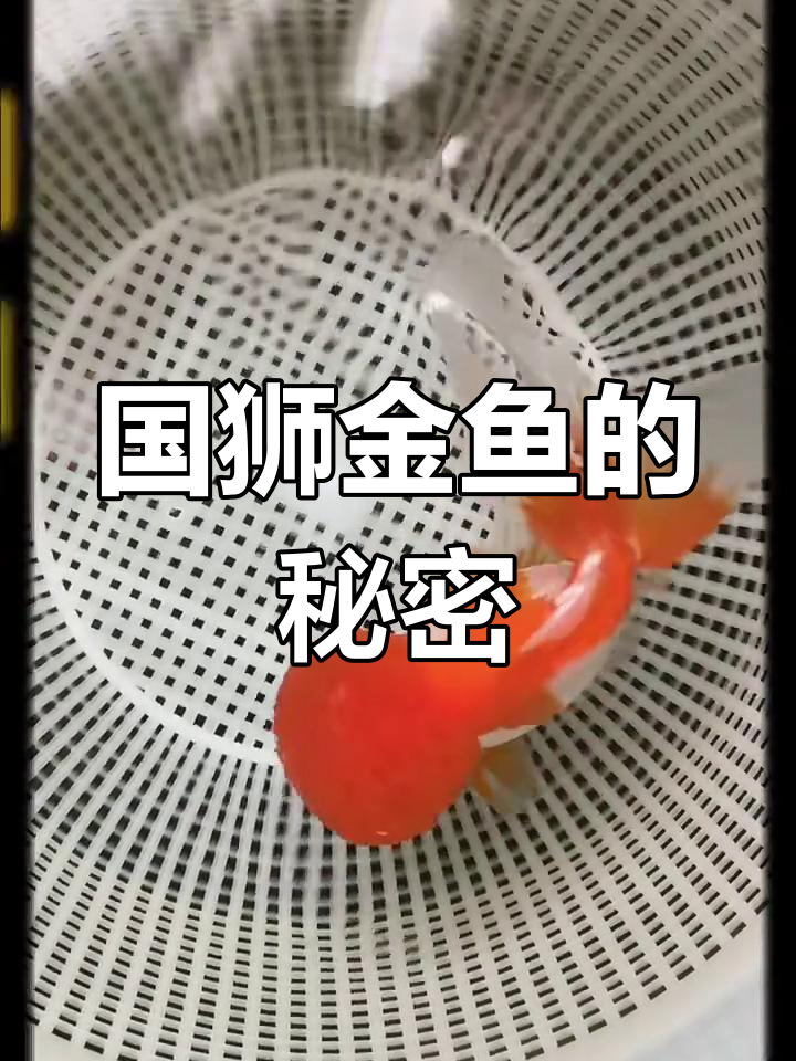 探秘国狮金鱼:独特魅力与养护技巧