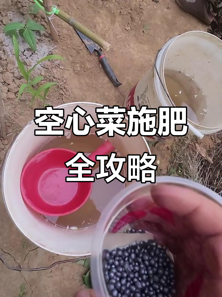 空心菜施肥技巧:从播种到生长全程记录