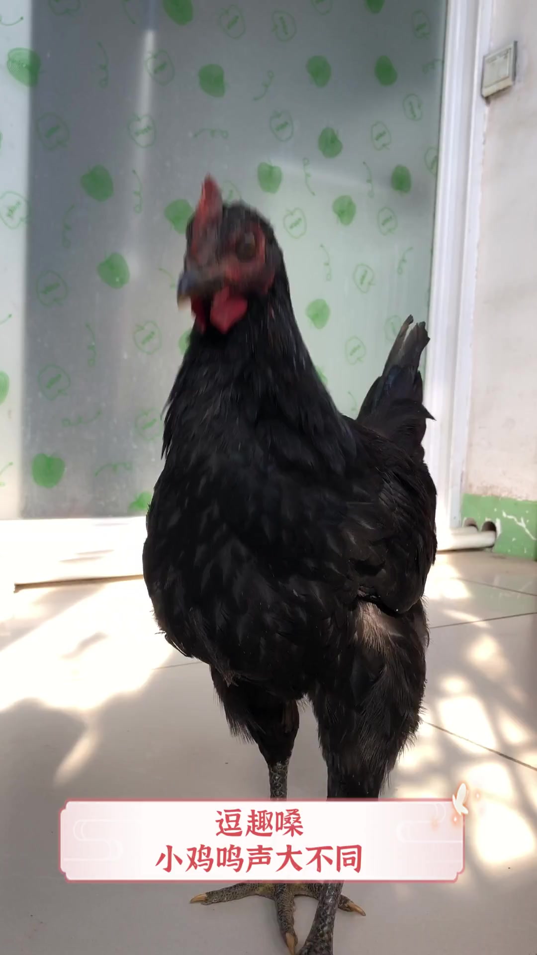 逗趣嗓,小鸡鸣声大不同