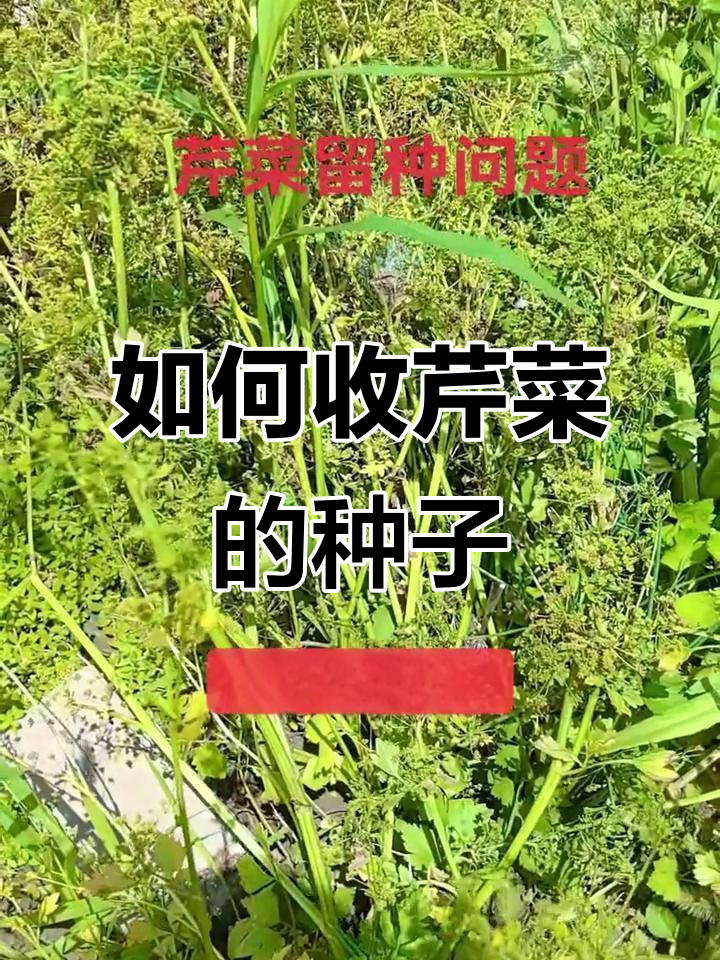 芹菜留种技巧大揭秘,如何收获优质种子