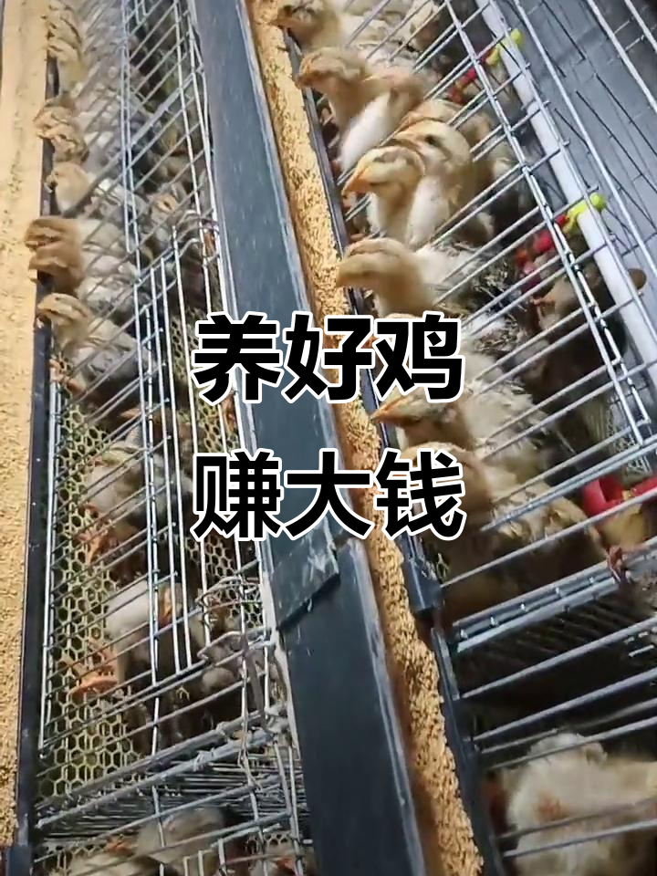 良凤花鸡，精心养殖，科学喂养，赚钱机会等你来！