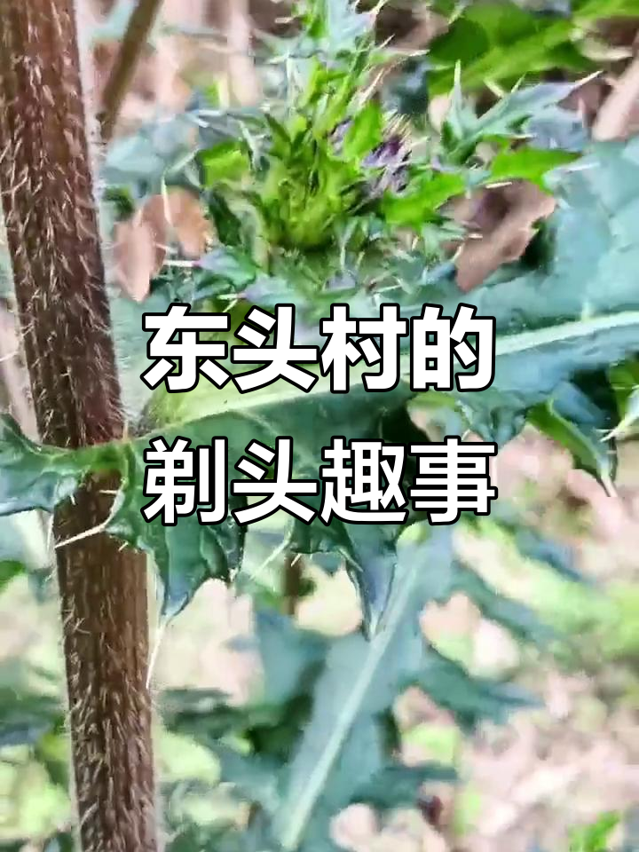 南安市官桥镇东头村:剃头的拐杆与烤灯的奇妙故事