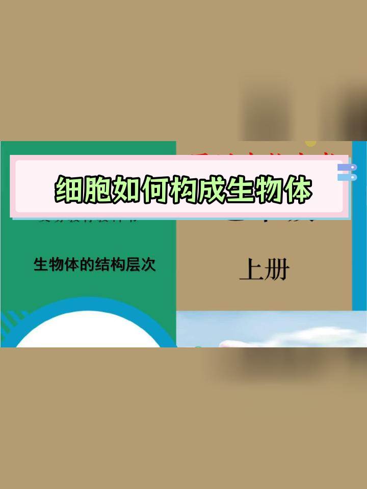 鱼发育过程揭秘:从受精卵到成鱼的神奇变化