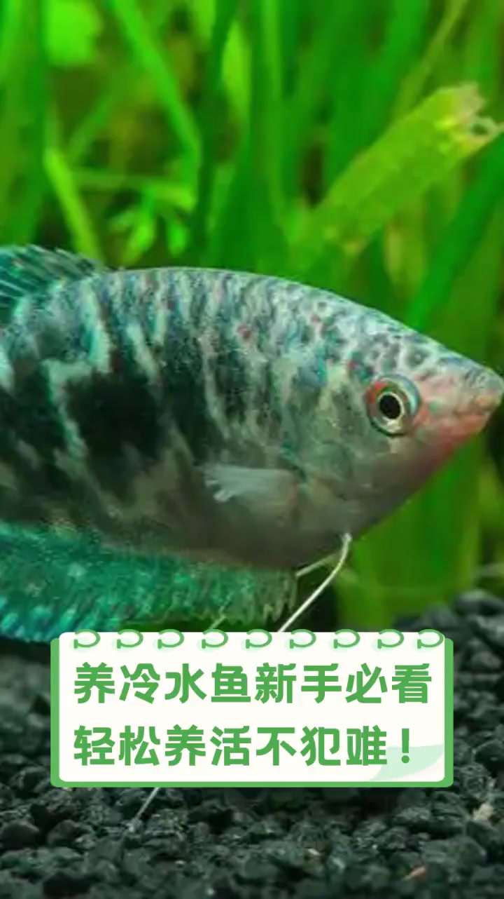 养冷水鱼新手必看,轻松养活不犯难!