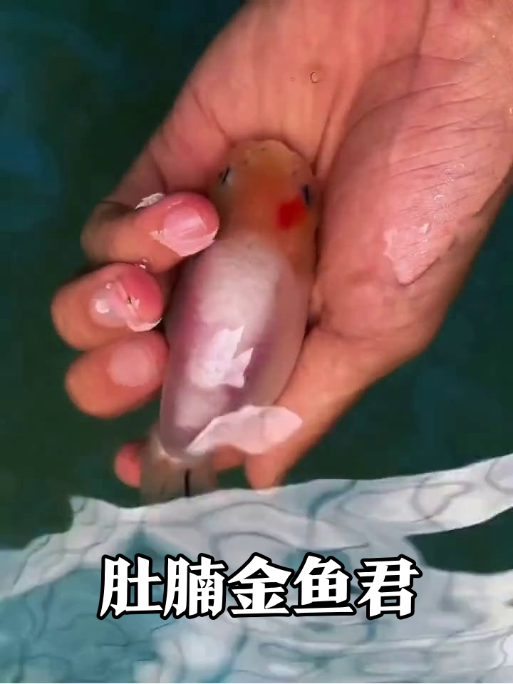 金鱼肚子鼓成球,扑腾起来像颗会动的粉气球