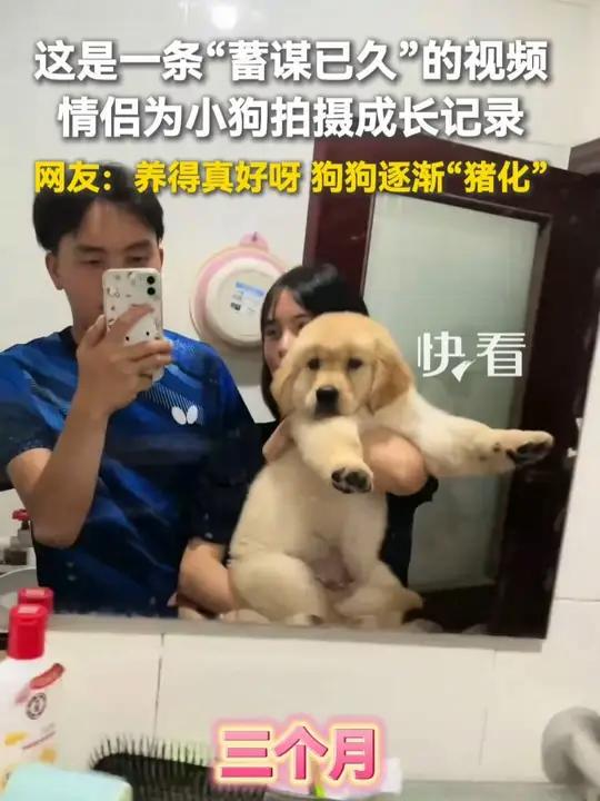 这是一条“蓄谋已久”的视频,情侣为小狗拍摄成长记录,网友:养得真好呀,狗狗逐渐“猪化”……