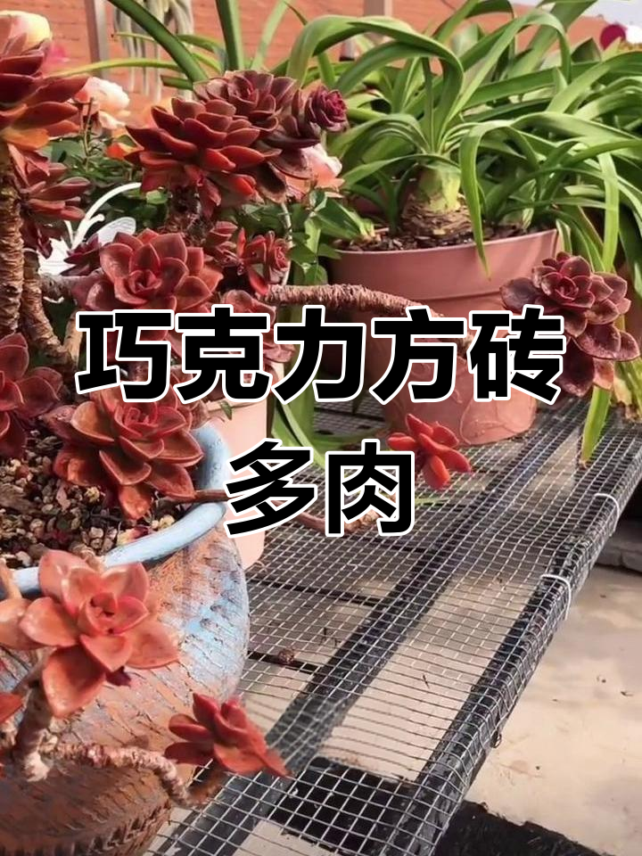 巧克力方砖:紫褐色多肉植物,秋冬叶片紧凑美丽