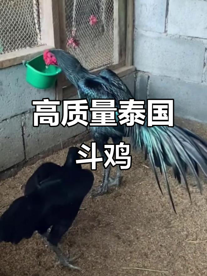 泰国斗鸡精彩瞬间,剑尾决战一触即发