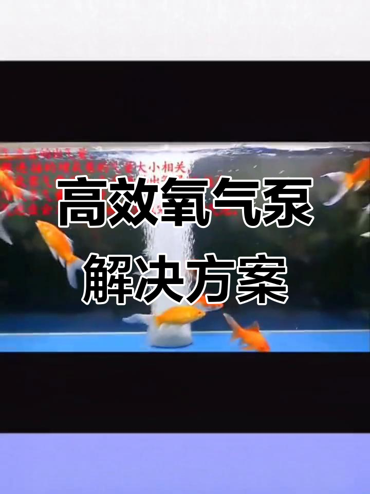 鱼缸气泡石与止逆阀搭配,打造高效增氧系统