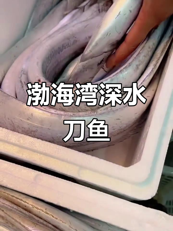 渤海湾深海刀鱼揭秘,美味与挑战并存