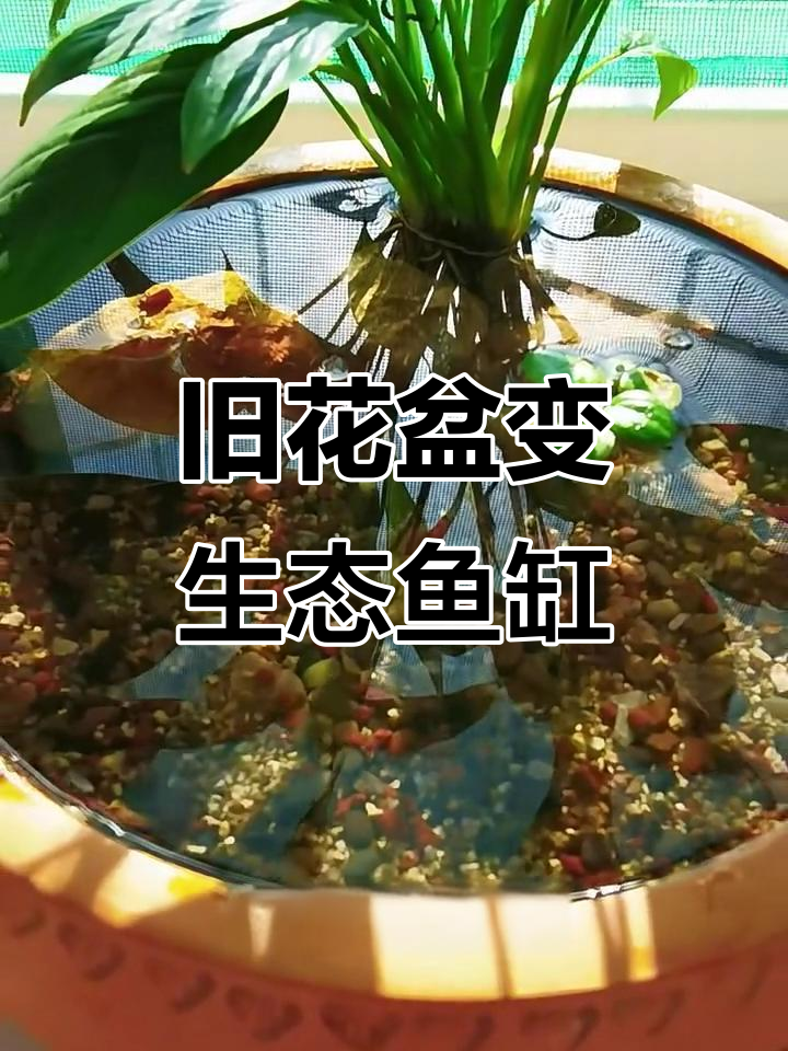 用废花盆打造古法鱼缸，火山石让水质更清澈