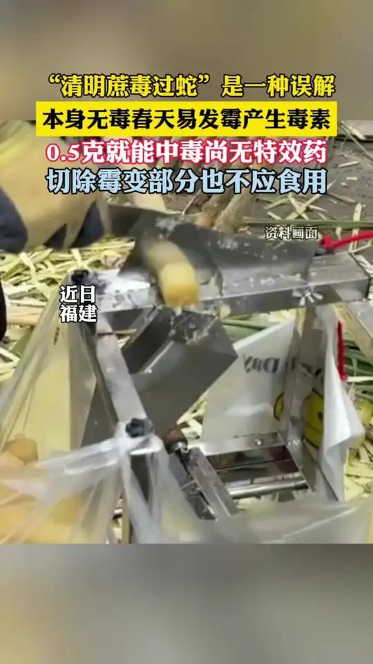 吃了红褐色霉变甘蔗中毒或致死(荔枝新闻)