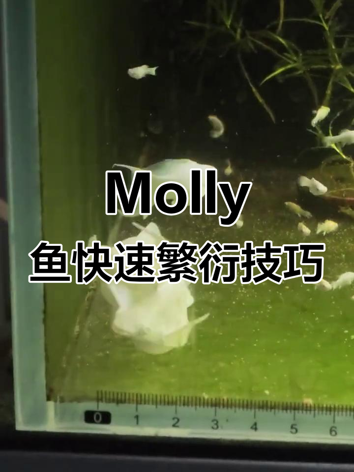 钻眼Molly鱼繁殖全攻略:从公母配对到小鱼出生只需35天