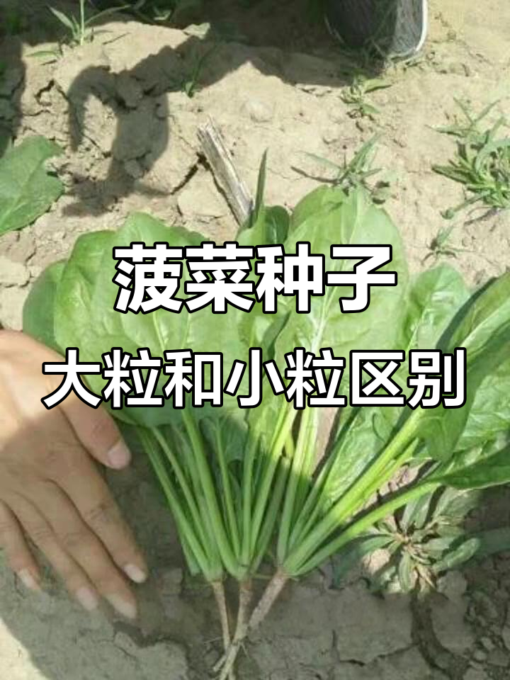 大叶小叶菠菜种子差异揭秘：形状、大小与口感全解析