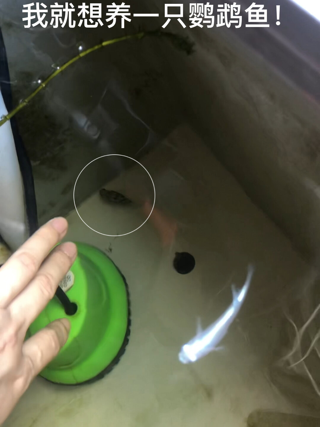 鹦鹉鱼产卵