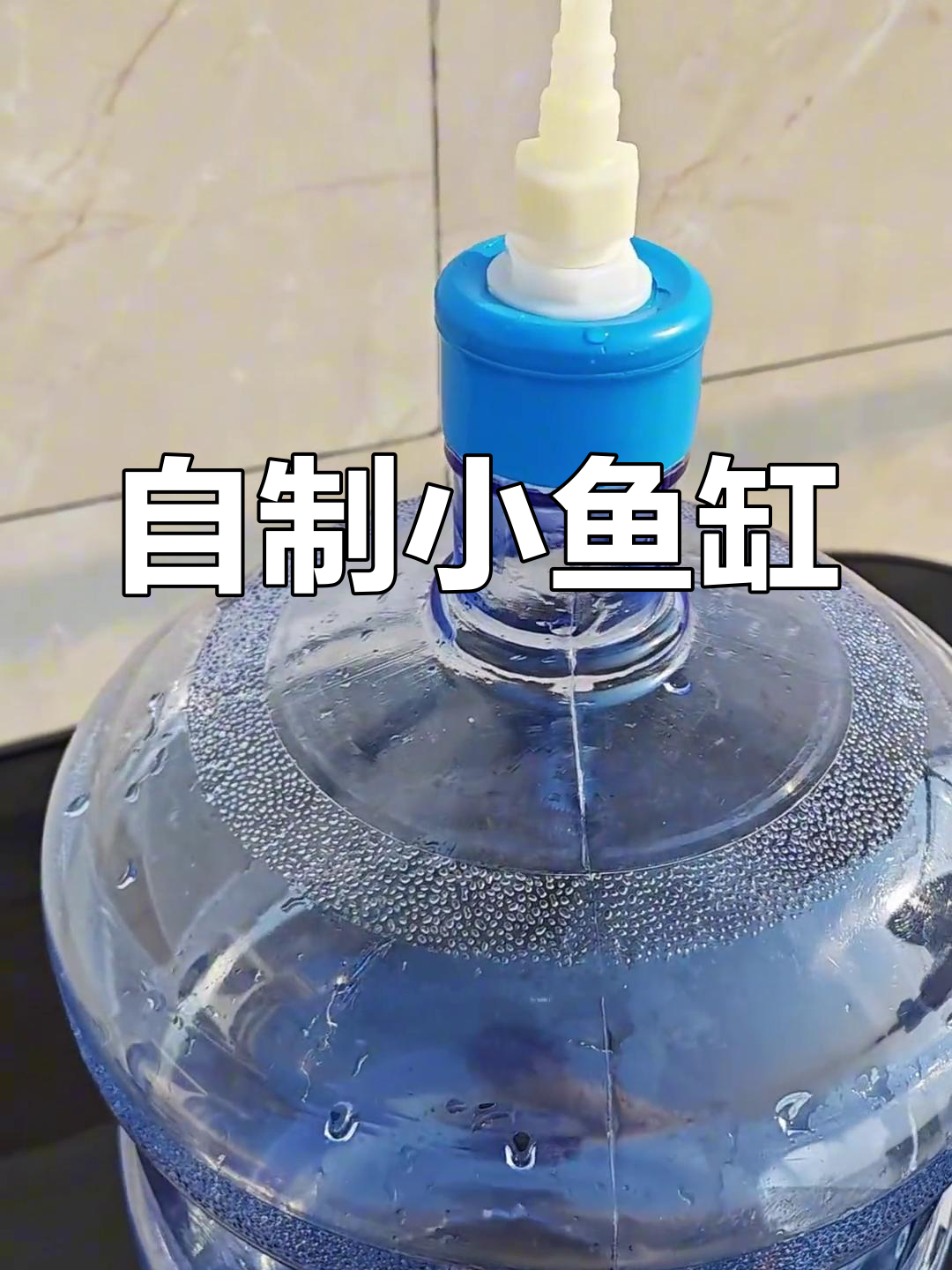 闲置饮水机变鱼缸,废物利用新创意