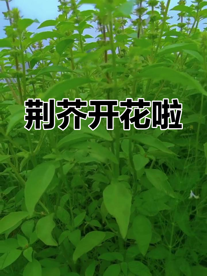 荆芥盛开,香气扑鼻