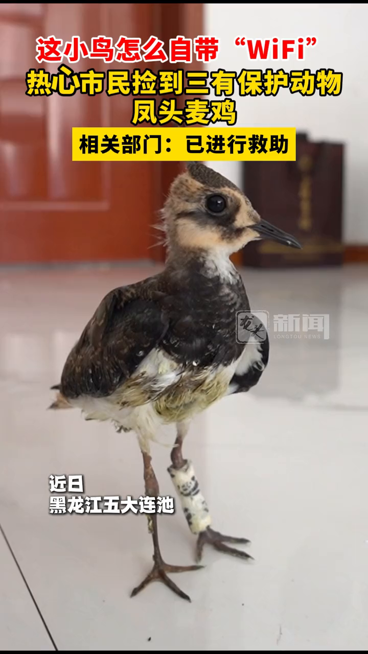 这小鸟怎么自带“WiFi”,热心市民捡到三有保护动物凤头麦鸡