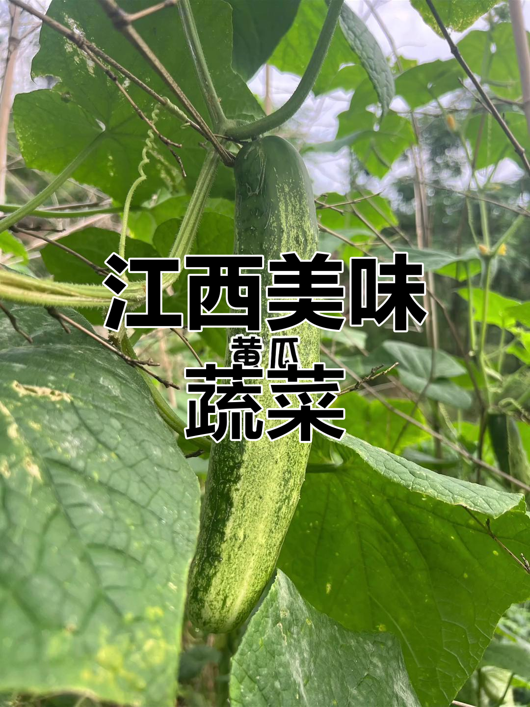 江西人必吃:空心菜、红薯叶等丰富蔬菜大集结!