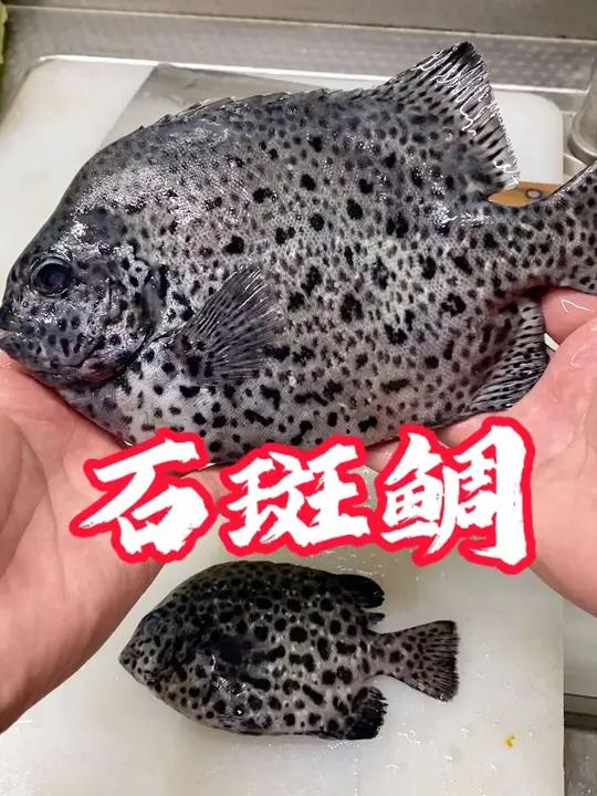 斑石鲷,石斑鲷,在北方很少见的一种鱼,吃起来还不错