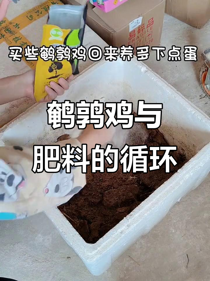 鹌鹑鸡下蛋,空间腾出后发酵粪便做肥料!