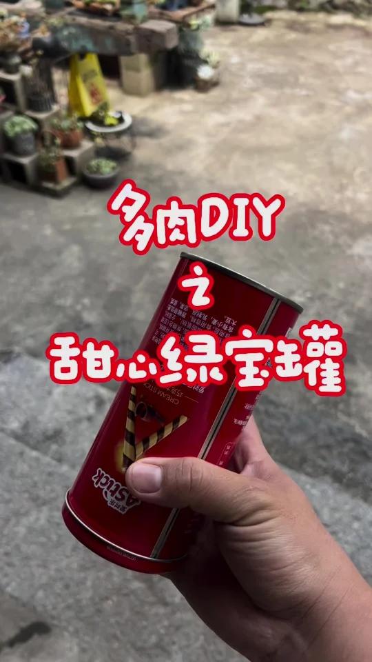 从甜蜜罐头到‘甜心绿宝罐’：DIY多肉盆栽，点亮你的小幸福！