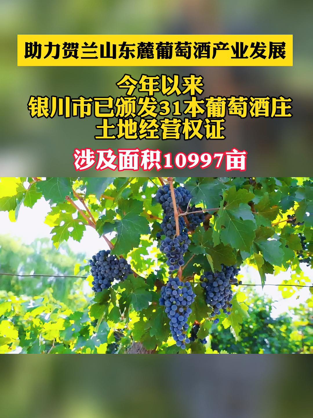 今年以来,银川市持续推动山林权改革,其中为了帮助贺兰山东麓葡萄酒的发展,银川市已颁发31本
