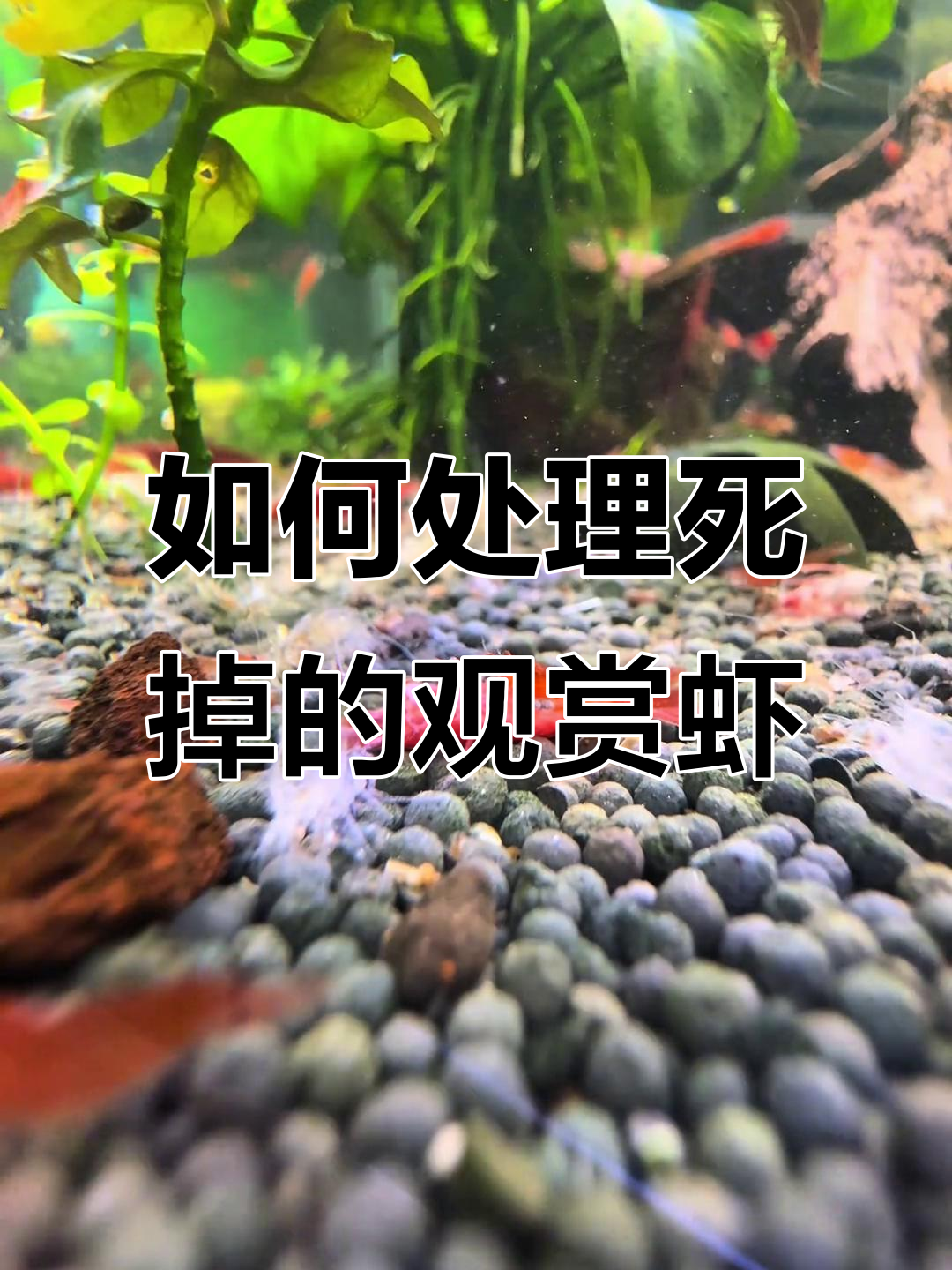 观赏虾死亡怎么办?这些方法帮你解决