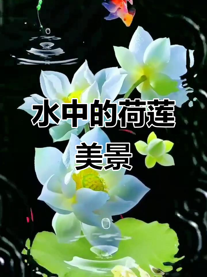 荷花与鱼儿的美丽邂逅，水中花景如画