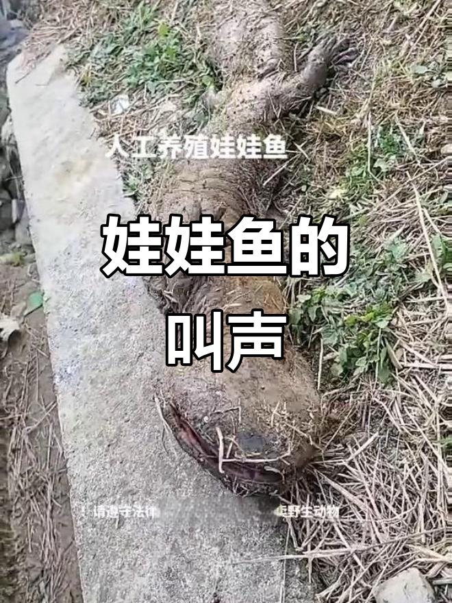 娃娃鱼的声音竟然这么有趣,听一次笑一次!