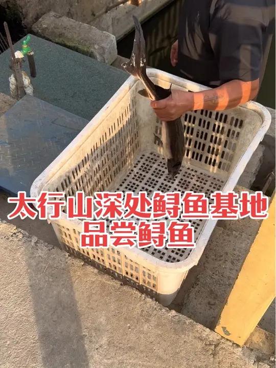 国庆长假自驾,太行山深处鲟鱼基地品尝鲟鱼 国庆长假自驾,从石家庄驾车一小时,太行山深处的一