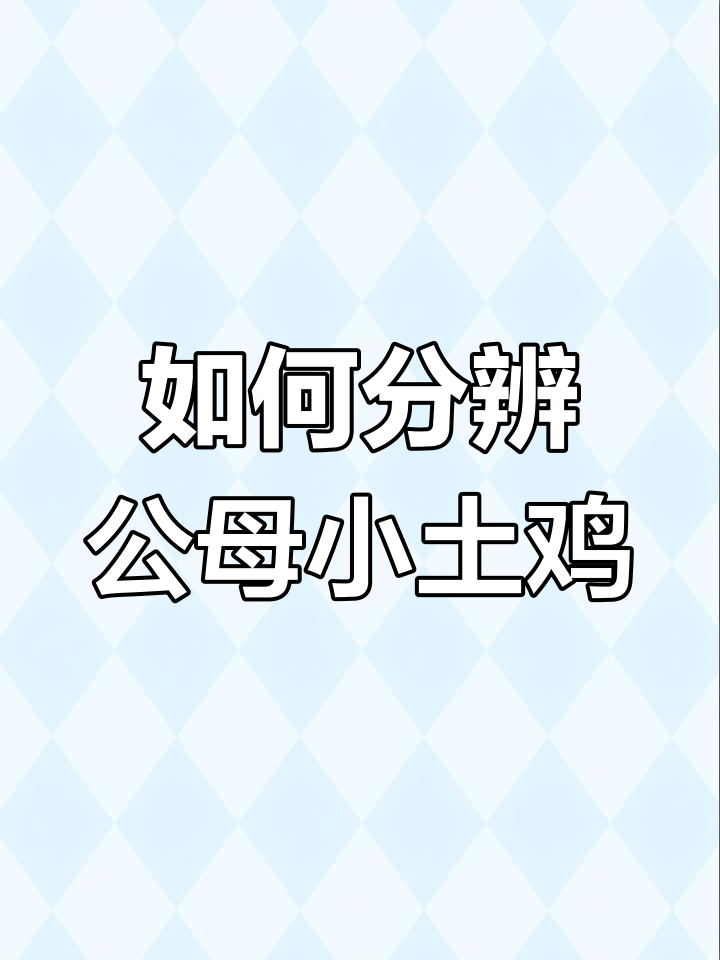 公鸡母鸡怎么分?看这里就懂了
