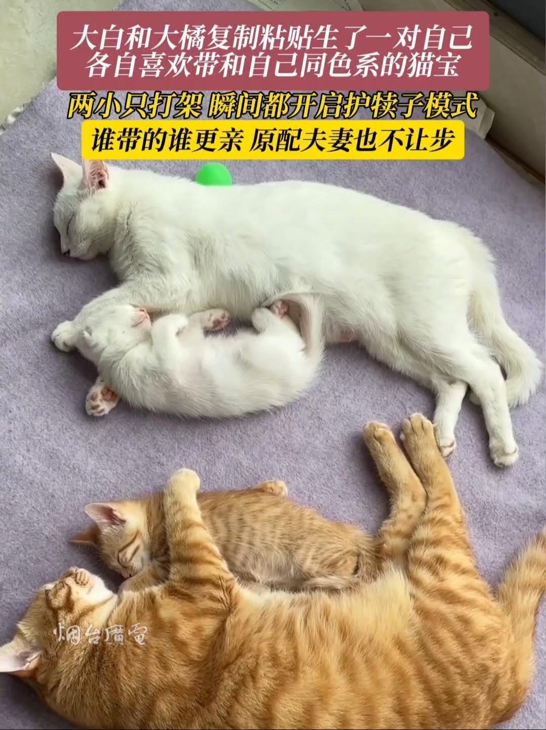 6月28日(采访时间),湖北。猫咪夫妇又复制粘贴生了一对自己是什么体验?各自带一娃,谁带的