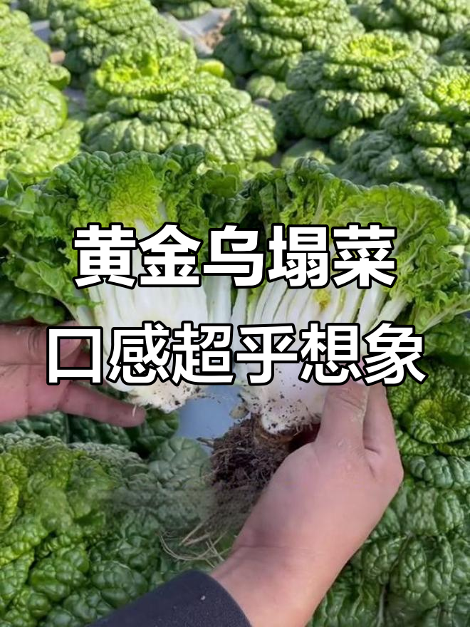 乌塌菜比大白菜更美味,营养丰富冻不死