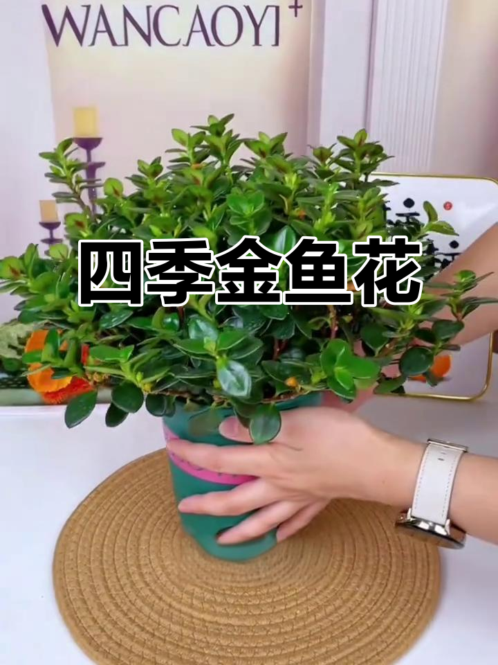 金鱼花,四季常绿,室内盆栽,美观又适合桌面摆放