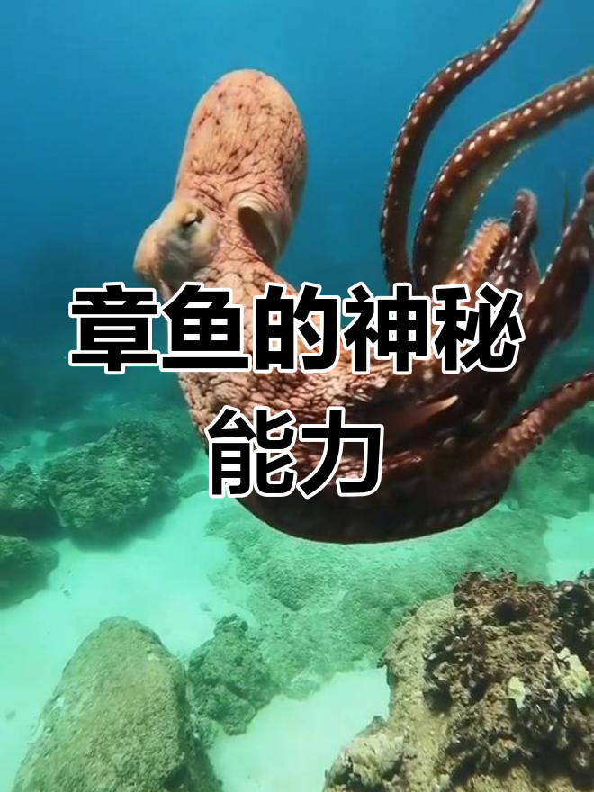 章鱼触觉敏锐,吸盘能尝味;喙强而有毒,堪称海洋隐秘武器