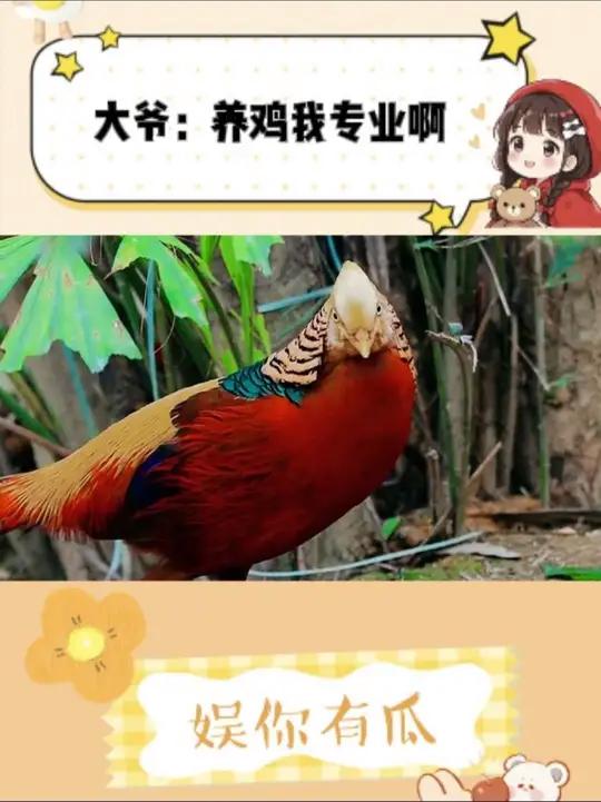 红腹锦鸡:就是这种爱答不理的糙养让我欲罢不能 红腹锦鸡