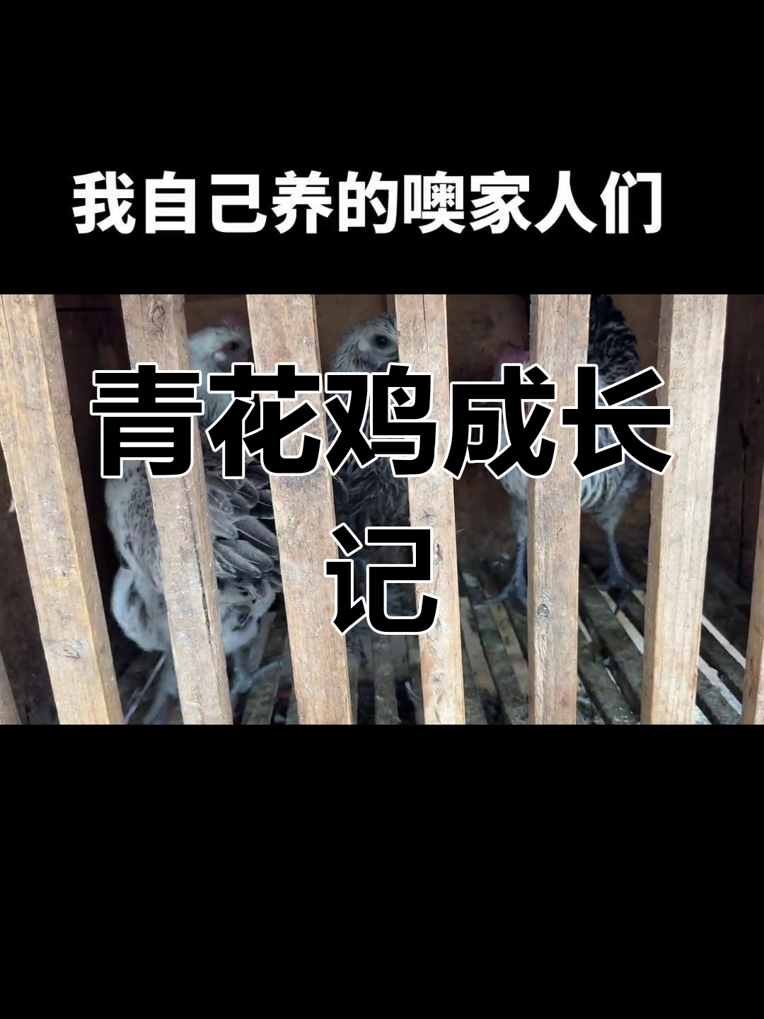 自家青花鸡长成大个儿,快来看看它们有多大了!