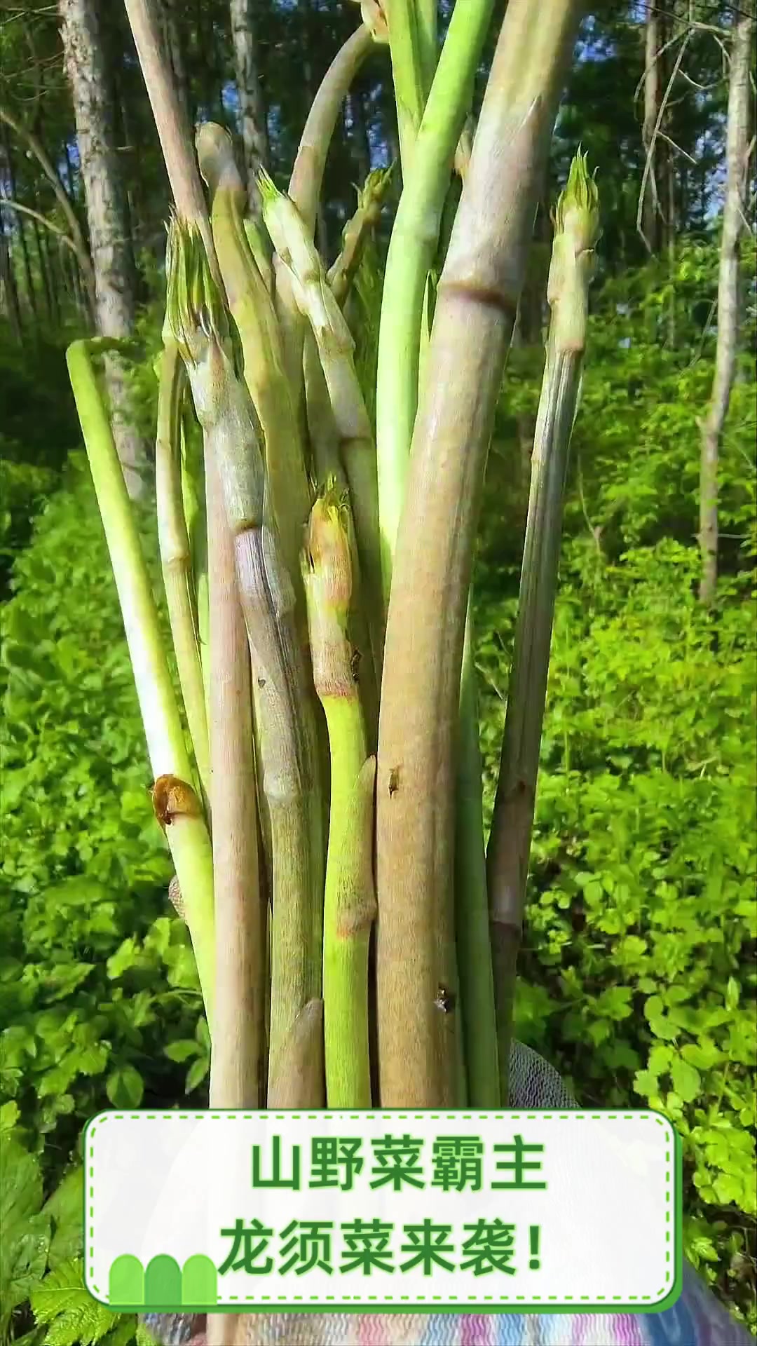 山野菜霸主,龙须菜来袭!