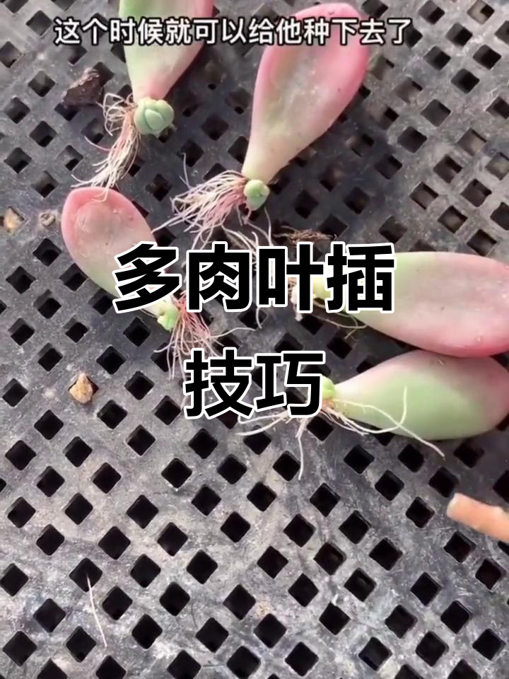 叶插多肉时,如何避免只长根不发芽?正确步骤揭秘