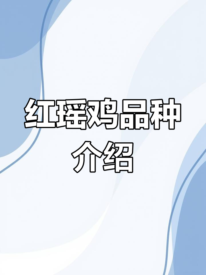 红瑶鸡,优质养殖选择,脱温苗易管理,欢迎选购!