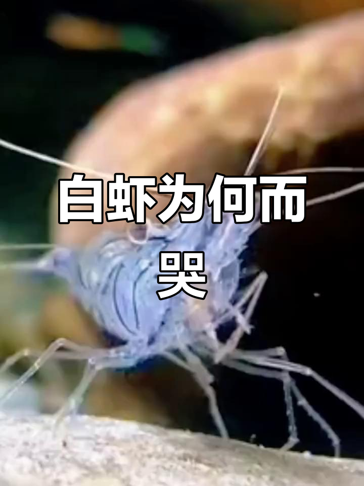 秀丽白虾的神秘哭泣，背后隐藏着什么？