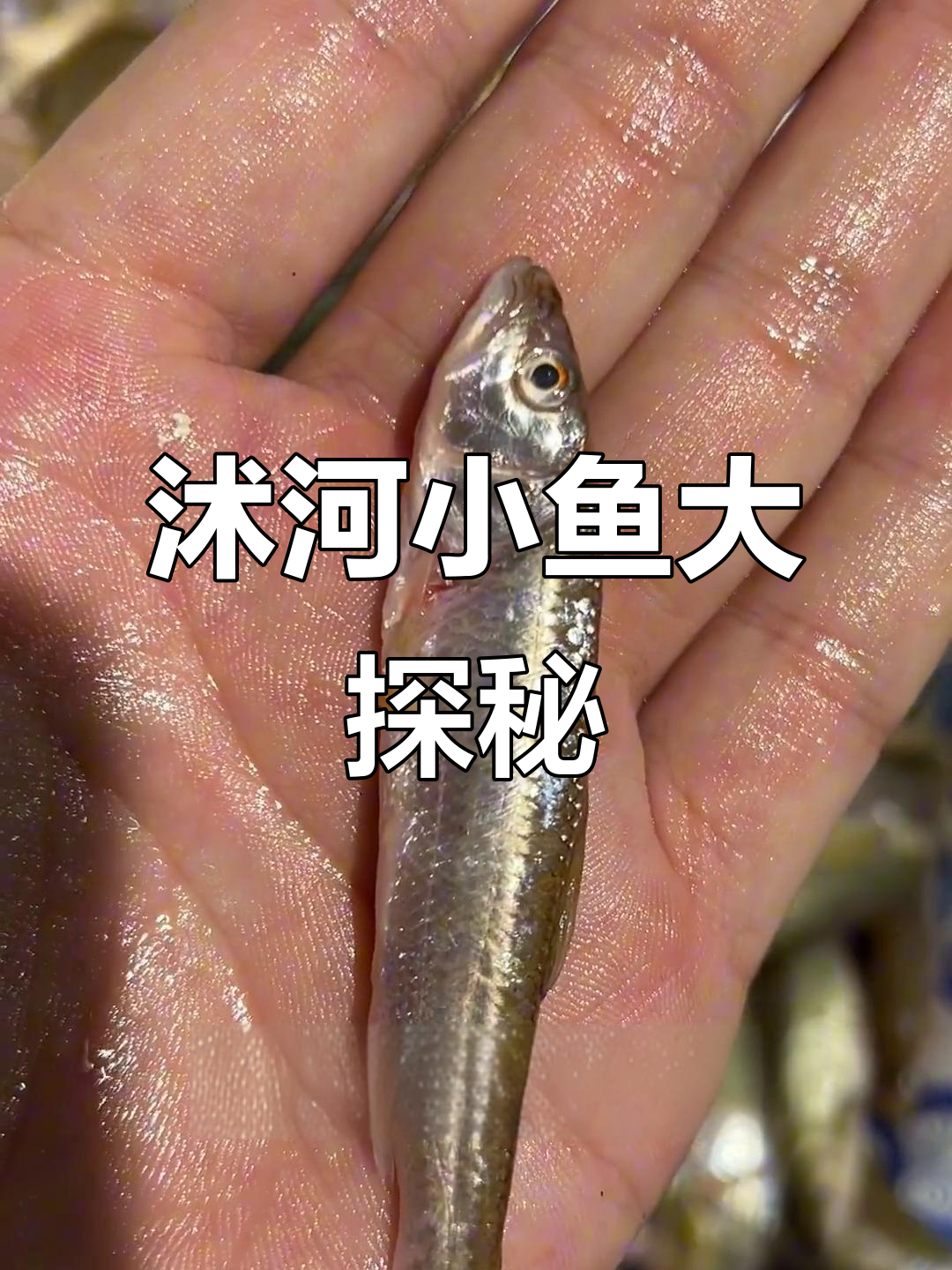 沭河特产丰富,小河鱼种类繁多,你尝过几种?