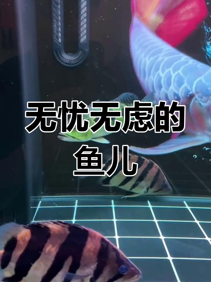 鱼儿的醉态,灵性满满