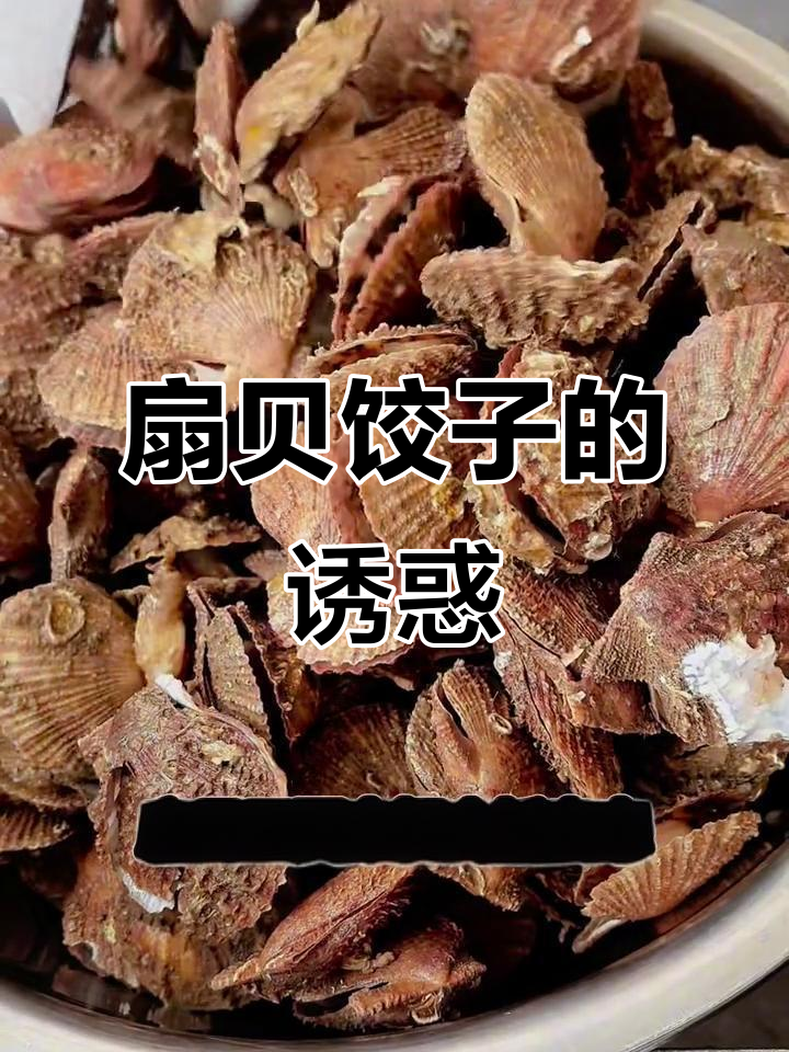 扇贝饺子,干粮与菜一锅煮,简单又美味!
