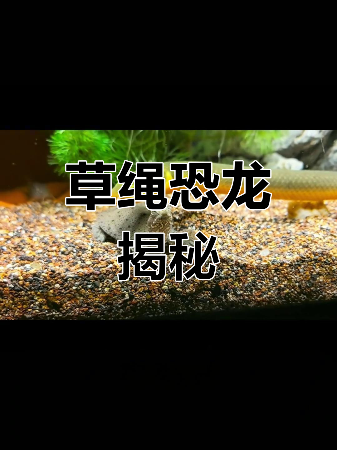 草绳恐龙全解析,解答所有疑问!