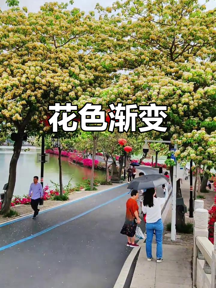 鱼木花开,七日变幻色彩,如东坡诗中所述的美丽与优雅