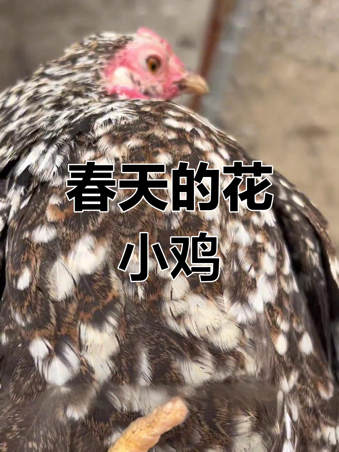 大围山母鸡完成孵化任务,春天来临