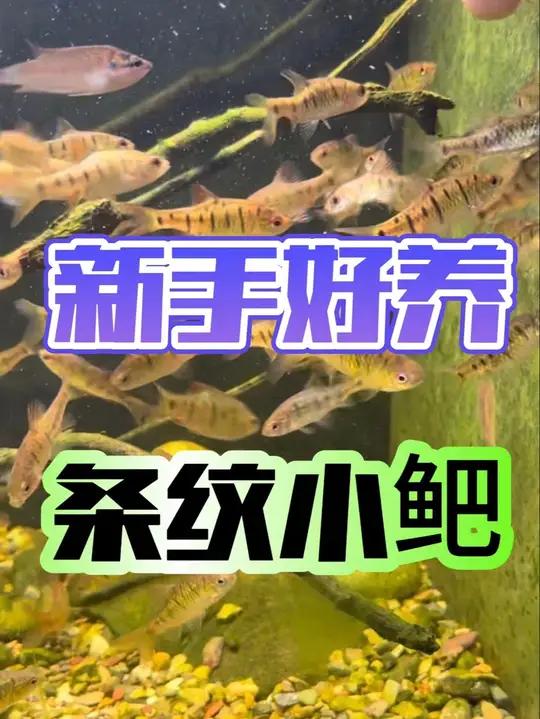 新手好养的鱼推荐，条纹小鲃！