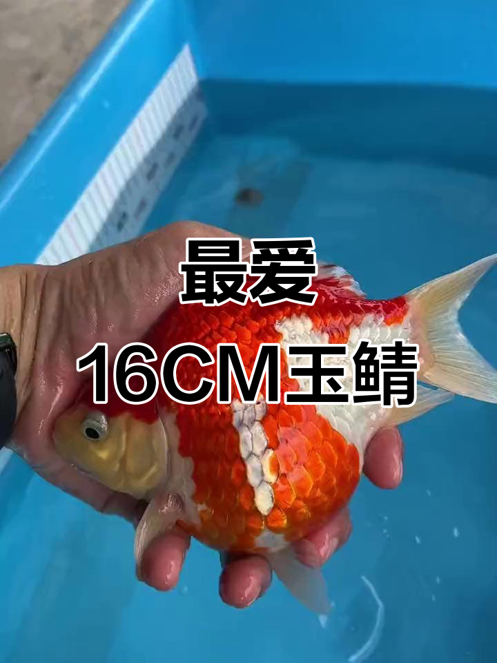 16CM玉鲭,最中意的一条锦鲤堂金鱼